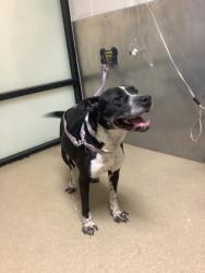 Shelter Stray Female Dog last seen Near north main street, Central District, TX, 355 Hillshire Dr, Haslet, TX 76052, USA