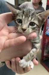 Shelter Stray Female Cat last seen Near NW 28th Street, North District, TX, 355 Hillshire Dr, Haslet, TX 76052, USA