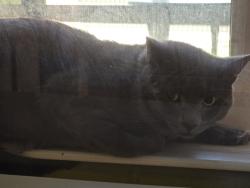 Shelter Stray Unknown Cat last seen Herndon, VA 20170, Berger Pl & Springer Dr, Fairfax County, VA, 4500 West Ox Rd, Fairfax, VA 22030, USA