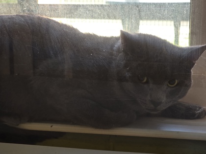 Shelter Stray Unknown Cat last seen Herndon, VA 20170, Berger Pl & Springer Dr, Fairfax County, VA, 4500 West Ox Rd, Fairfax, VA 22030, USA