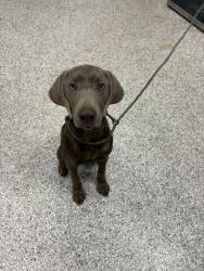 Shelter Stray Male Dog last seen Near DOWNEY PLACE, Gastonia, NC, 1491 Business Park Ct, Gastonia, NC 28052, USA