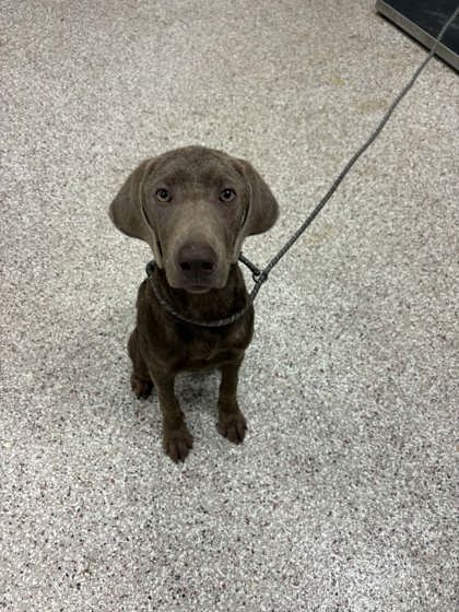 Shelter Stray Male Dog last seen Near DOWNEY PLACE, Gastonia, NC, 1491 Business Park Ct, Gastonia, NC 28052, USA