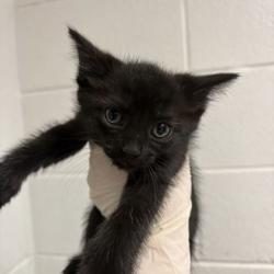 Shelter Stray Male Cat last seen Near kennedy ln, Knox County GP, TN, 3201 Division St, Knoxville, TN 37919, USA