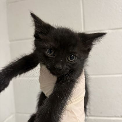 Shelter Stray Male Cat last seen Near kennedy ln, Knox County GP, TN, 3201 Division St, Knoxville, TN 37919, USA