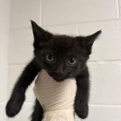 Shelter Stray Male Cat last seen Near kennedy ln, Knox County GP, TN, 3201 Division St, Knoxville, TN 37919, USA