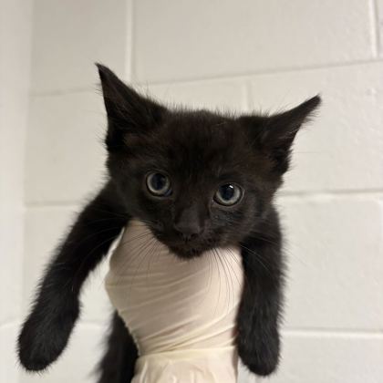 Shelter Stray Male Cat last seen Near kennedy ln, Knox County GP, TN, 3201 Division St, Knoxville, TN 37919, USA