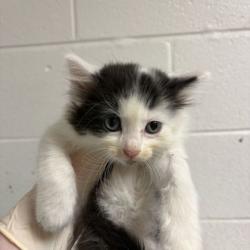 Shelter Stray Female Cat last seen Near kennedy ln, Knox County GP, TN, 3201 Division St, Knoxville, TN 37919, USA