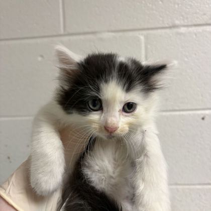 Shelter Stray Female Cat last seen Near kennedy ln, Knox County GP, TN, 3201 Division St, Knoxville, TN 37919, USA