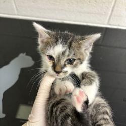 Shelter Stray Male Cat last seen Near kennedy ln, Knox County GP, TN, 3201 Division St, Knoxville, TN 37919, USA