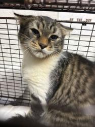 Shelter Stray Female Cat last seen Near Springs Valley Dr, Knox County GP, TN, 3201 Division St, Knoxville, TN 37919, USA