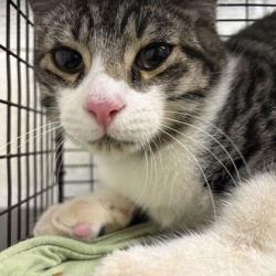Shelter Stray Male Cat last seen Near Springs Valley Dr, Knox County GP, TN, 3201 Division St, Knoxville, TN 37919, USA