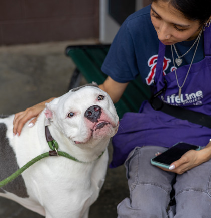 Shelter Stray Female Dog last seen Near Platina Park Court Decatur GA 30034, 30034, GA, 3280 Chamblee Dunwoody Rd, Chamblee, GA 30341, USA