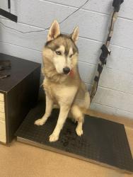 Shelter Stray Male Dog last seen Near Morningside Village Lane Apt. H, 30340, GA, 3280 Chamblee Dunwoody Rd, Chamblee, GA 30341, USA