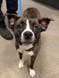 Shelter Stray Female Dog last seen Near Parkmount, 1st District, OH, 9203 Detroit Ave, Cleveland, OH 44102, USA