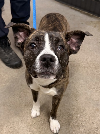 Shelter Stray Female Dog last seen Near Parkmount, 1st District, OH, 9203 Detroit Ave, Cleveland, OH 44102, USA
