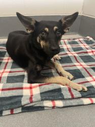 Shelter Stray Female Dog last seen Windcrest & India Street, Keller, TX, 330 Rufe Snow Dr, Keller, TX 76248, USA
