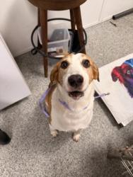Shelter Stray Male Dog last seen Fairmont Drive ?, New Bern, NC, 1639 Old Airport Rd, New Bern, NC 28562, USA