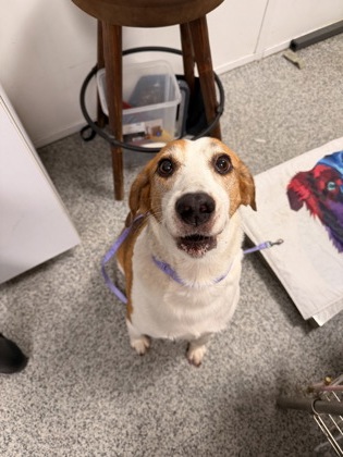 Shelter Stray Male Dog last seen Fairmont Drive ?, New Bern, NC, 1639 Old Airport Rd, New Bern, NC 28562, USA