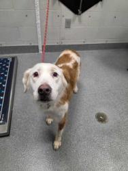 Shelter Stray Female Dog last seen Near Chiroy Way, Sevier County, TN, 1008 Old Knoxville Hwy, Sevierville, TN 37862, USA