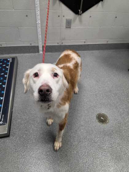 Shelter Stray Female Dog last seen Near Chiroy Way, Sevier County, TN, 1008 Old Knoxville Hwy, Sevierville, TN 37862, USA