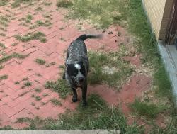 Reunited Male Dog last seen Bob & Fred’s area 76106, Fort Worth, TX 76164