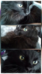 Lost Male Cat last seen Alameda Pl, Aurora, CO 80017