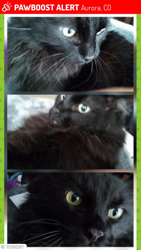 Lost Male Cat last seen Alameda Pl, Aurora, CO 80017