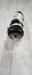 Reunited Female Dog last seen La costa dr, Orlando, FL 32807