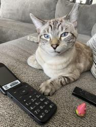Lost Male Cat last seen Jack Oak Rd, Tucson, AZ 85756