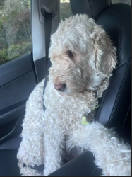 Lost Female Dog last seen Woodbine Way & 14th Ave NW, Seattle, WA 98177