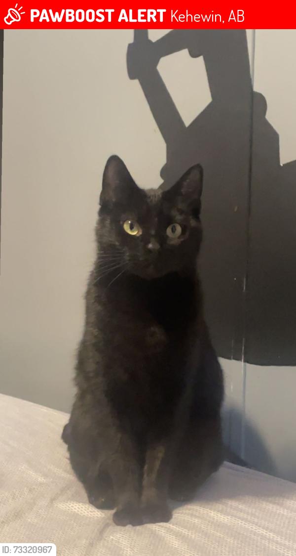 Lost Female Cat last seen She stays around the area, doesnt like people as much and hates dogs., Kehewin, AB 
