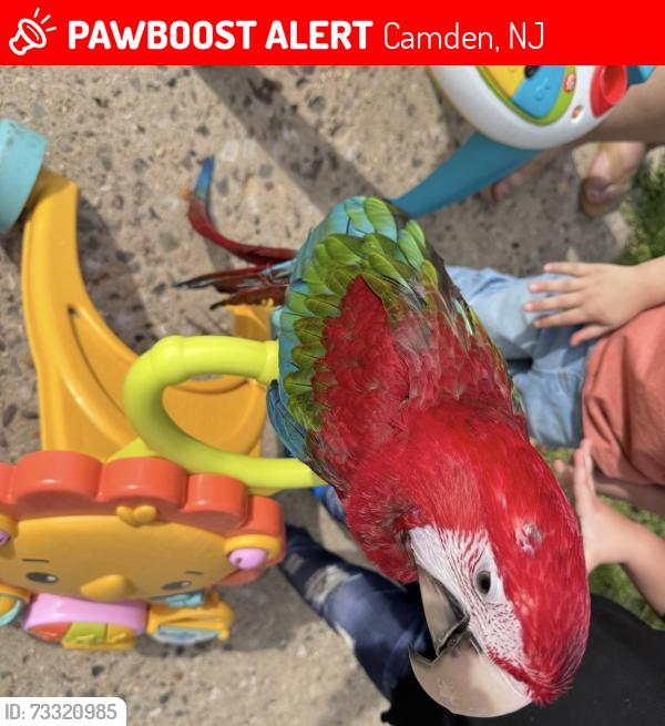 Lost Female Bird last seen Yorkship road, Camden, NJ 08102