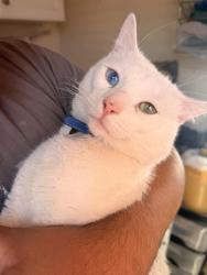 Lost Male Cat last seen Gilpin and 33rd, Denver, CO 80205
