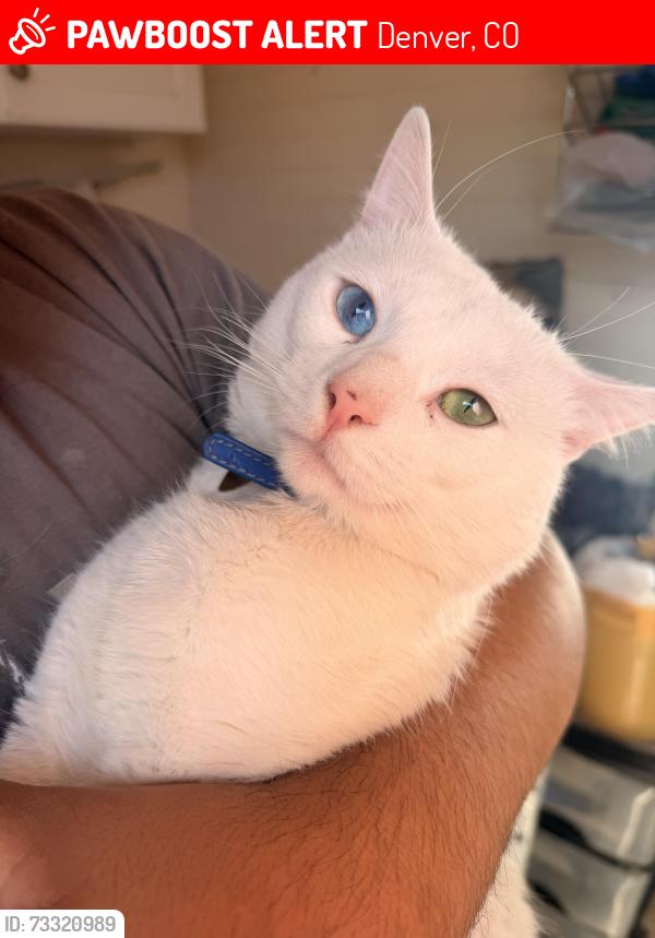Lost Male Cat last seen Gilpin and 33rd, Denver, CO 80205
