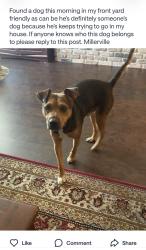 Found/Stray Male Dog last seen Near Lakemont Dr., Baton Rouge, LA 70816
