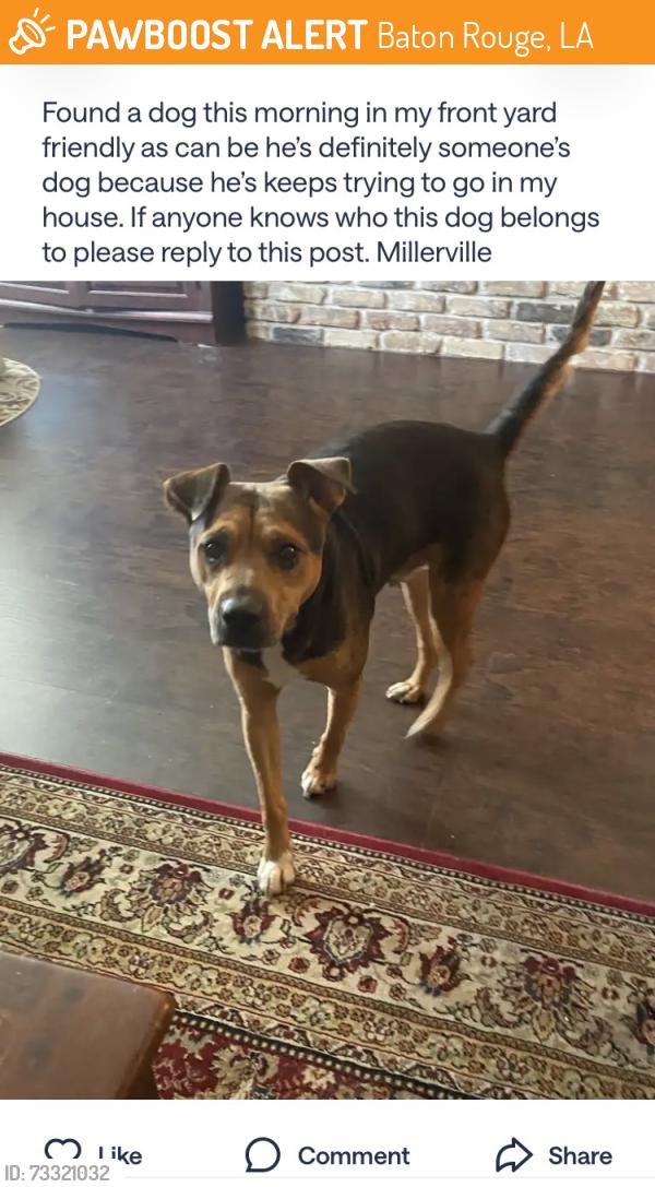 Found/Stray Male Dog last seen Near Lakemont Dr., Baton Rouge, LA 70816