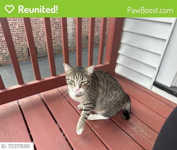 Reunited Unknown Cat last seen Wall St. Norwalk, CT, Norwalk, CT 06850