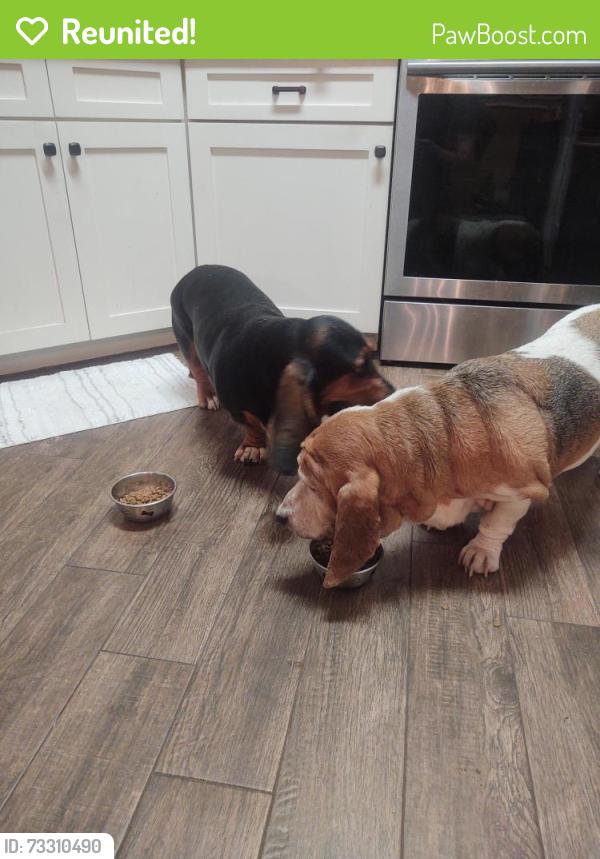 Reunited Male Dog last seen cresthaven dr, Rockwall, TX 75032