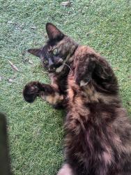 Lost Female Cat last seen Studley football/cricket club, , England B80