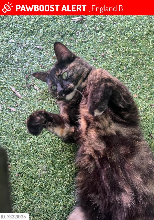 Lost Female Cat last seen Studley football/cricket club, , England B80