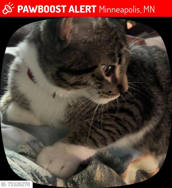 Lost Male Cat last seen N 8th Ave, Minneapolis, MN 55411