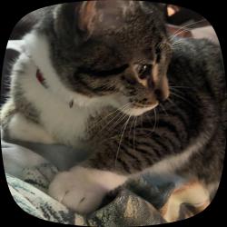 Lost Male Cat last seen N 8th Ave, Minneapolis, MN 55411