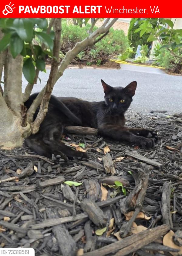 Lost Female Cat last seen Rt. 11 N near the 7-Eleven/Route 37 SOUTH interchange., Winchester, VA 22602