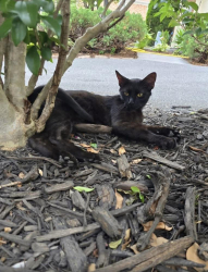 Lost Female Cat last seen Rt. 11 N near the 7-Eleven/Route 37 SOUTH interchange., Winchester, VA 22602