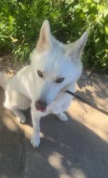 Reunited Male Dog last seen Near, Philadelphia, PA 19111
