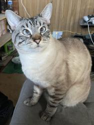 Reunited Male Cat last seen Camino Santo Domingo and Via Madonna, San Juan Capistrano, CA 92675