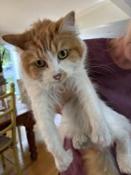 Reunited Male Cat last seen First Parish, Scituate, MA 02066