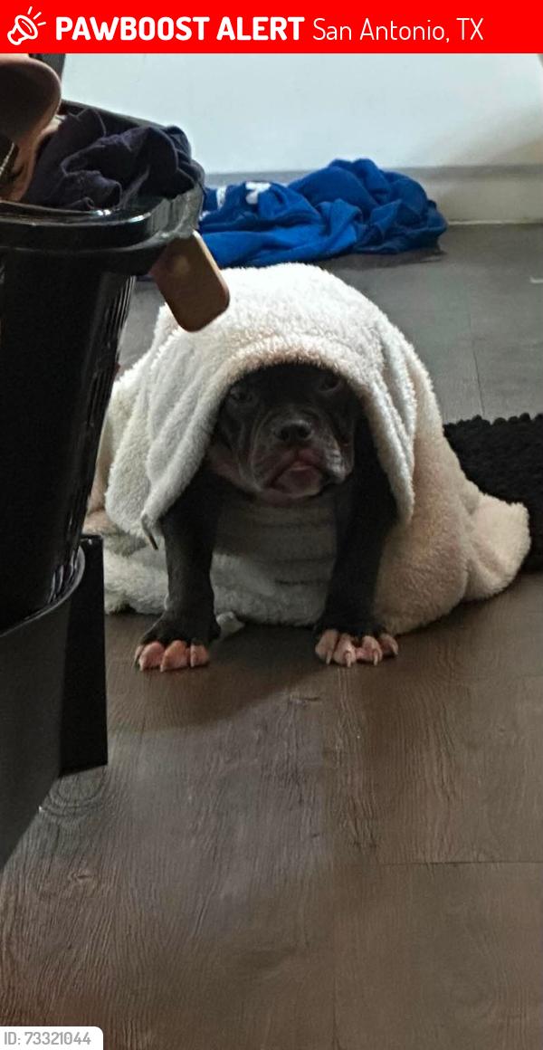 Lost Male Dog last seen My apt number 69 building j, San Antonio, TX 78230