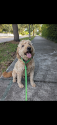 Reunited Male Dog last seen Flagler and worth ct south, West Palm Beach, FL 33405
