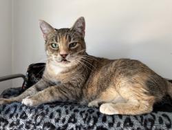 Found/Stray Female Cat last seen W Hale and S Leadville, Boise, ID 83706
